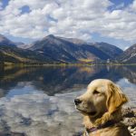 Man's best friend at Twin Lakes